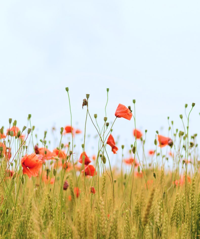 A field of red poppies